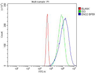 NSE/ENO2 Rabbit Polyclonal Antibody