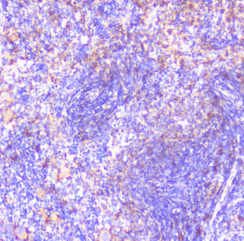 FCGR2A Rabbit Polyclonal Antibody
