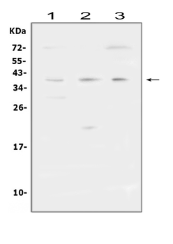 FCGR2A Rabbit Polyclonal Antibody
