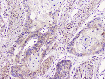 GM130/GOLGA2 Rabbit Polyclonal Antibody