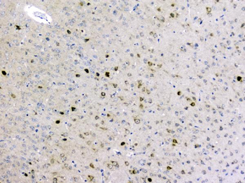 GOLPH3 Rabbit Polyclonal Antibody