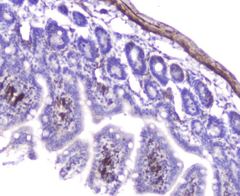 Hsp27/Hspb1 Rabbit Polyclonal Antibody
