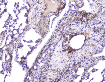 Hsp27/Hspb1 Rabbit Polyclonal Antibody