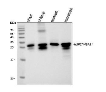 Hsp27/Hspb1 Rabbit Polyclonal Antibody