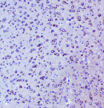 Mannose 6 Phosphate Receptor/Igf2r Rabbit Polyclonal Antibody
