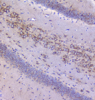 Mannose 6 Phosphate Receptor/Igf2r Rabbit Polyclonal Antibody