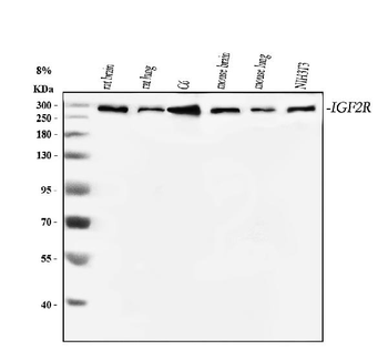 Mannose 6 Phosphate Receptor/Igf2r Rabbit Polyclonal Antibody