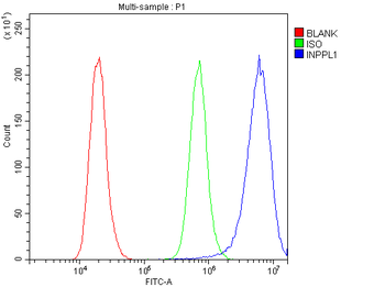 INPPL1 Rabbit Polyclonal Antibody