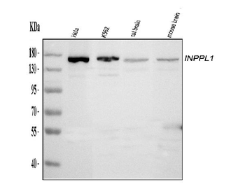 INPPL1 Rabbit Polyclonal Antibody
