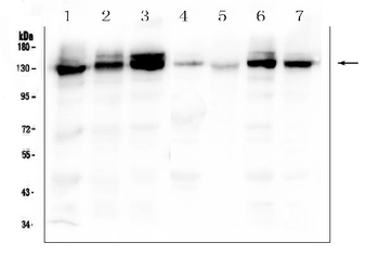 Integrin alpha 3/ITGA3 Rabbit Polyclonal Antibody