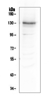 Integrin alpha 3/ITGA3 Rabbit Polyclonal Antibody