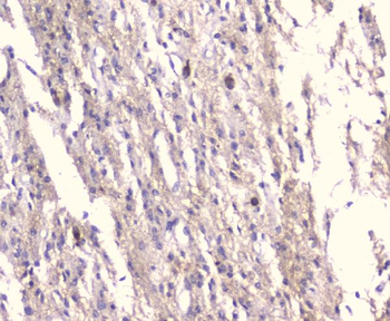 Kv1.1 potassium channel/KCNA1 Rabbit Polyclonal Antibody