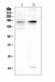 KCNH1 Rabbit Polyclonal Antibody