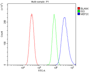 MEF2C Rabbit Polyclonal Antibody