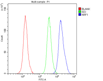 NRF1 Rabbit Polyclonal Antibody