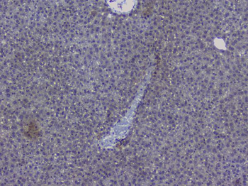 NRF1 Rabbit Polyclonal Antibody