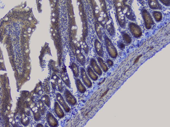 NRF1 Rabbit Polyclonal Antibody