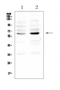 NRF1 Rabbit Polyclonal Antibody