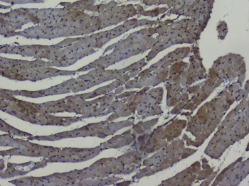 NRF1 Rabbit Polyclonal Antibody