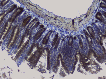 NRF1 Rabbit Polyclonal Antibody