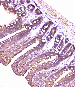 PON1 Rabbit Polyclonal Antibody