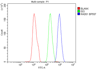 Rad51 Rabbit Polyclonal Antibody
