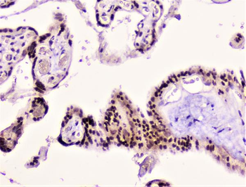 Rad51 Rabbit Polyclonal Antibody