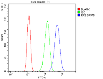RP2 Rabbit Polyclonal Antibody