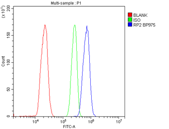 RP2 Rabbit Polyclonal Antibody