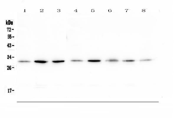 RPS3 Rabbit Polyclonal Antibody