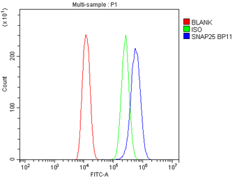 SNAP25 Rabbit Polyclonal Antibody