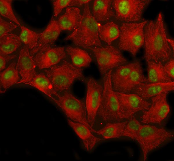 SP1 Rabbit Polyclonal Antibody