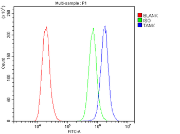 TANK Rabbit Polyclonal Antibody
