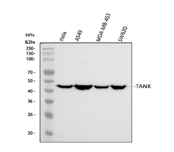 TANK Rabbit Polyclonal Antibody