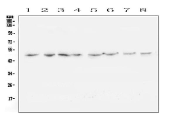 TANK Rabbit Polyclonal Antibody