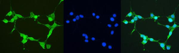 Thioredoxin/TRX/Txn Rabbit Polyclonal Antibody