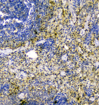 Thioredoxin/TRX/Txn Rabbit Polyclonal Antibody