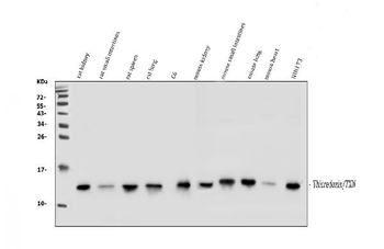 Thioredoxin/TRX/Txn Rabbit Polyclonal Antibody