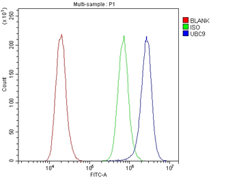 UBE2I UBC9 Rabbit Polyclonal Antibody