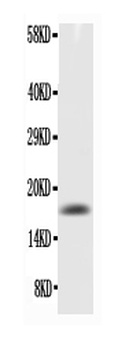 TNF alpha Rabbit Polyclonal Antibody