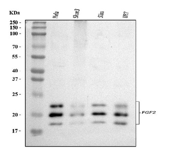 Fibroblast growth factor 2 FGF2 Rabbit Polyclonal Antibody