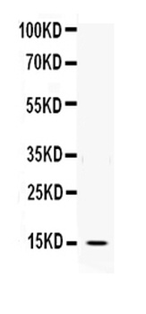 Interleukin-3 IL3 Rabbit Polyclonal Antibody