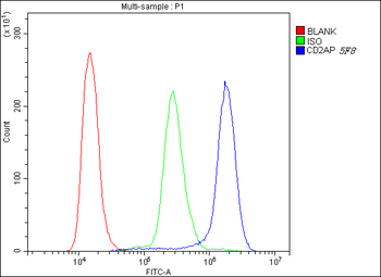 CD2AP Mouse Monoclonal Antibody
