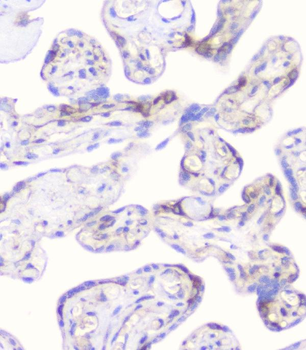 CD2AP Mouse Monoclonal Antibody
