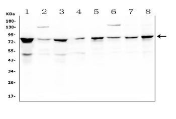 CD2AP Mouse Monoclonal Antibody