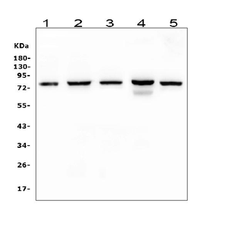 CD2AP Mouse Monoclonal Antibody