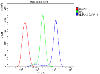 CD2AP Mouse Monoclonal Antibody