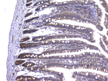 PPID Mouse Monoclonal Antibody