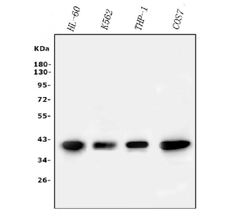 PPID Mouse Monoclonal Antibody