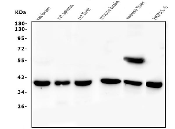 PPID Mouse Monoclonal Antibody